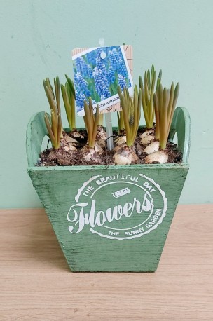 Springtime delight muscari planter