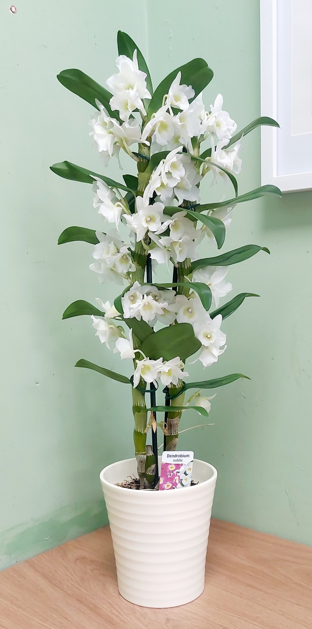 White Dendrobium Orchid Plant