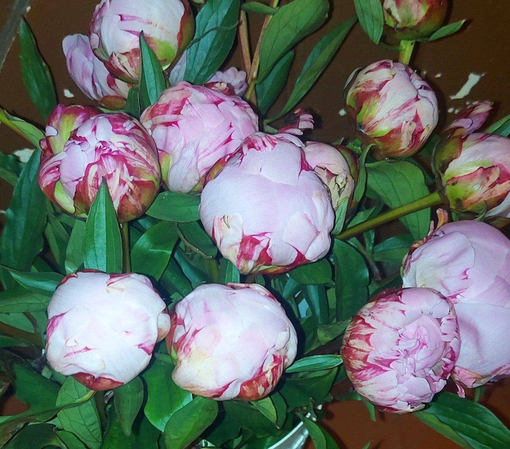 Simply Peonies