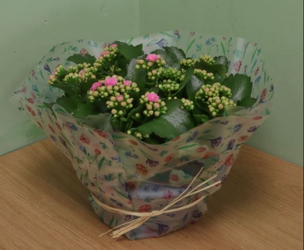 Grand Kalanchoe