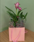 Calla Blush