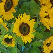 Simply Sunflowers